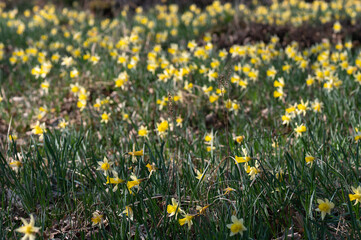 Narcissus pseudonarcissus - Wild daffodil - Narcisse jaune