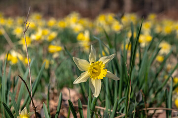 Narcissus pseudonarcissus - Wild daffodil - Narcisse jaune