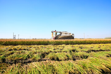 Harvester machine is harvesting rice