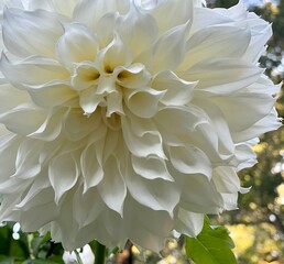 white dahlia flower