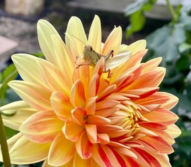 grasshopper on dahlia flower 