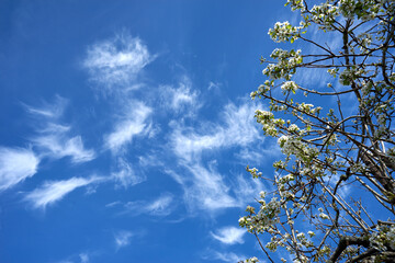 cirrus clouds and pear tree blossoms