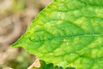 fragment of large leaf of plant beginning to turn yellow, on surface of leaf there are few drops of water after rain