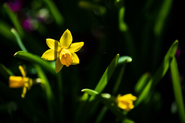 Fototapeta na wymiar Yellow daffodil in the garden 