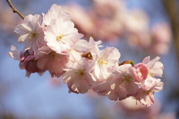 Kirschblüten Nahaufnahme 