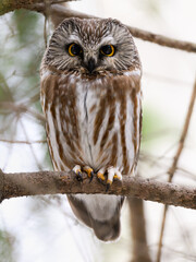 Northern saw-whet owl sitting on pine tree branch in early spring