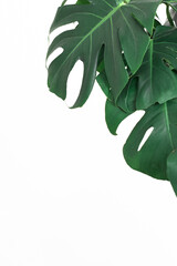 Minimal shot of green tropical monstera plant leaves isolated on white
