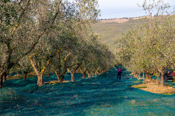 Harvesting of ripe green organic olives on farm plantation near Castiglione in Tuscany, Italy