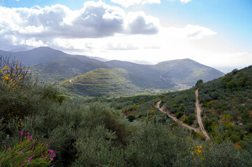 Olive trees grove on hills near Lenola, harvesting of ripe green organic olives on farm plantation in autumn, Italy