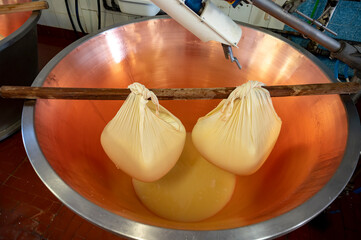 Process of making wheels of parmigiano-reggiano parmesan cheese on small cheese farm in Parma,...