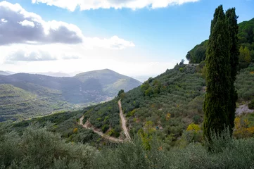 Fototapeten Olive trees grove on hills near Lenola, harvesting of ripe green organic olives on farm plantation in autumn, Italy © barmalini