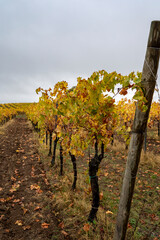 Autumn on vineyards near Orvieto, Umbria, rows of grape plants after harvest, Italy