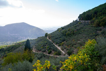 Olive trees grove on hills near Lenola, harvesting of ripe green organic olives on farm plantation in autumn, Italy