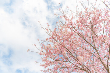 桜と曇り空