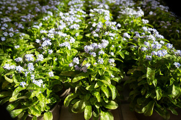 Light blue blossom of forget-me-not spring garden flowers