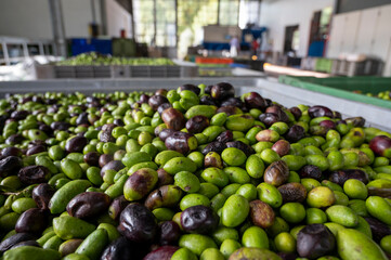 Fresh ripe black and green olives in boxes ready for extraction and cold pressing on organic olive oil farm in small mountain village Lenola, Lazio, Italy