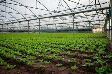Italian greenhouse with rows of young organic green lettuce salad plants
