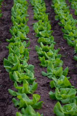 Italian greenhouse with rows of young organic green lettuce salad plants