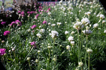 Perennial spring white flowers for the garden for sale in garden shop