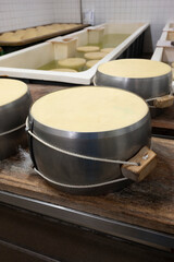 Process of making parmigiano-reggiano parmesan cheese on small cheese farm in Parma, Italy, stainless steel buckles with cheese wheels in salting room with brine baths to absorb salt