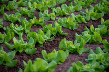 Italian greenhouse with rows of young organic green lettuce salad plants