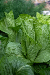 Healthy food, green leaf lettuce salad growing in eco garden