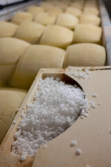 Process of making parmigiano-reggiano parmesan cheese on small cheese farm in Parma, Italy, salting...