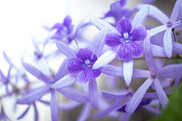 purple flowers blooming in spring