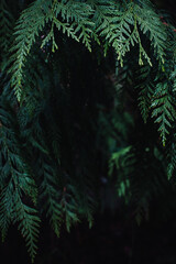 Naklejka na ściany i meble Green Cedar Leaves Cedar leaves framing a dark background