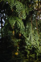 Sunlit Cedar Leaves
Cedar Leaves bathed in sunlight