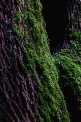 Mossy Tree Trunk
green moss growing on the side of a tree