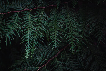 Dark Cedar Leaves
Cedar Leaves against a dark background found at Arboretum