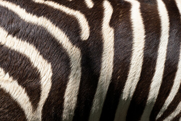 Fototapeta na wymiar Zebra background. Detail of Zebra skinning pattern for creative ,