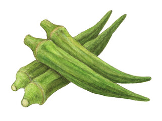 オクラ4本　水彩色鉛筆野菜イラスト