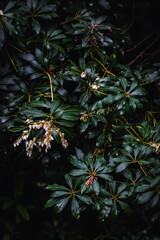 Japanese Pieris Bush Leaves
cluster of Japanese Pieris bush leaves on dark background