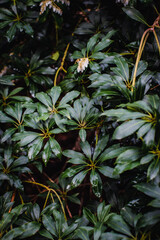 Wet Japanese Pieris Leaves
cluster of wet dark green Japanese Pieris Leaves