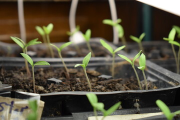 Plant Sprouts