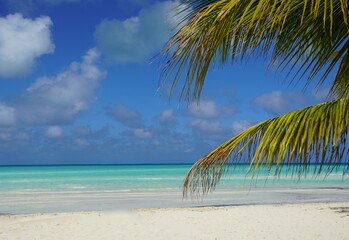 Fototapeta na wymiar Tropical beach with palm tree