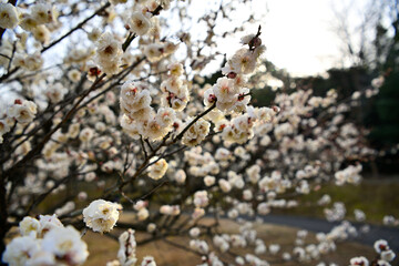 梅の花