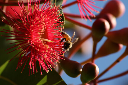 Bee in a flowing gum on a sunny day