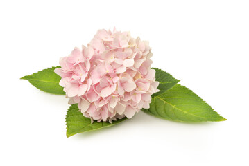 Pink hydrangea flower with green leaves isolated on white background