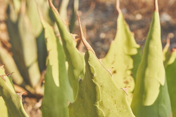 Ancient palenque of Oaxacan Mezcal. Agave, maguey