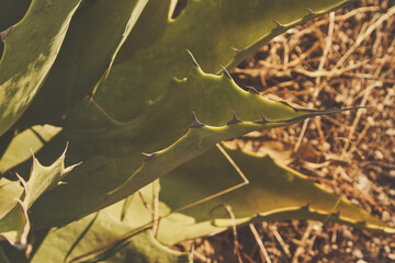 Ancient palenque of Oaxacan Mezcal. Agave, maguey