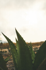 Ancient palenque of Oaxacan Mezcal. Agave, maguey