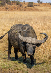 Obraz premium African buffalo, Kruger National Park