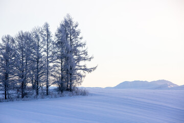 snow covered trees