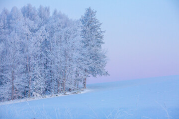 snow covered trees