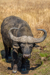 Obraz premium African buffalo, Kruger National Park