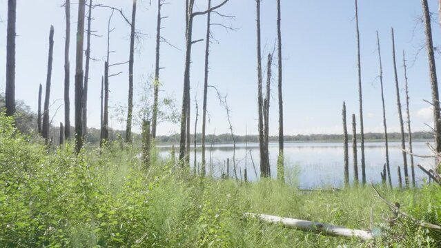 Lake View with a Dead Forest on the Water's Edge