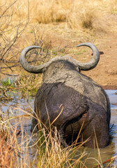 African buffalo, Kruger National Park
